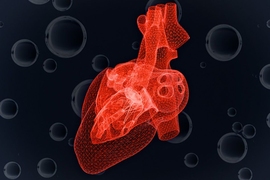 Graduate student Anthony McDougal has developed a model that predicts a single heart cell’s response to dwindling supplies of oxygen.
