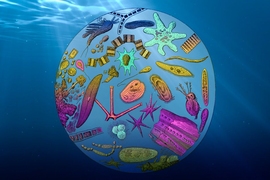 MIT climate scientists have found that the ocean’s export efficiency, or the fraction of total plankton growth that is sinking to its depths, is decreasing, due mainly to rising global temperatures.