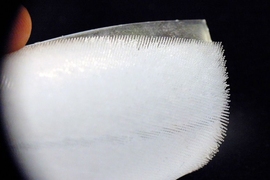 Engineers at MIT can predict how beds of tiny, soft hair, such as those that line surfaces inside the human body, will bend in response to fluid flow.