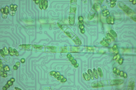 Microbes atop circuit lines