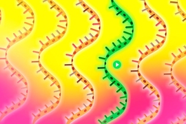 MIT researchers have adapted the CRISPR genome-editing system to identify genes that protect cells from a protein associated with Parkinson’s disease.
