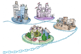 DNA loops create what Whitehead Institute researchers call “insulated neighborhoods” for genes and their promoters and enhancers.