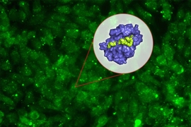 MIT biologists have designed a new peptide that can disrupt a key protein that many types of cancers, including some forms of lymphoma, leukemia, and breast cancer, need to survive. 
