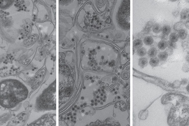 Electron microscope images of marine bacteria infected with the non-tailed viruses studied in this research. The bacterial cell walls are seen as long double lines, and the viruses are the small round objects with dark centers.
