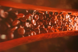 An MIT-led research team reversed age-related endurance loss in mice by treating them with a compound that promotes new blood vessel growth.