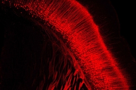 Researchers at MIT and the Allen Institute for Brain Science have developed a new modified version of the rabies virus that stops replicating once it infects a cell, allowing it to deliver its genetic cargo without harming the cell. 