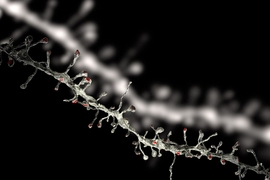The image of a dendrite and its spines was reconstructed with electron microscopy (foreground) after it was imaged with two-photon microscopy in an intact brain (background).