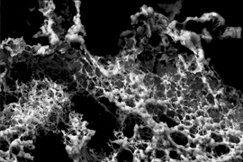 High resolution E-SEM image of the milk protein network in the casein gel (yogurt) that the researchers were able to characterized using the new OWCh technique during the entire gelation process.