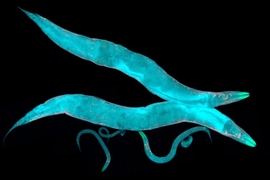 Researchers found that a type of nerve cell found in the gut of the worm Caenorhabditis elegans is specialized to detect when bacteria are ingested.