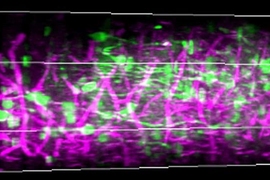 A 3-D rendering of mouse visual cortex stretching from the surface at left to the subplate on the right. The green color represents calcium signals of neural activity and magenta represents blood vessels and myelin fibers in the white matter.