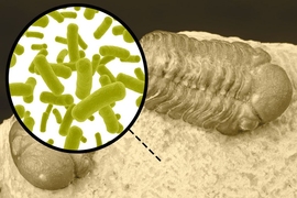 An exoskeleton-consuming gene found in bacteria sheds light on the first arthropods to walk the Earth.