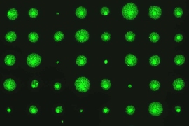 MIT biological engineers have developed a way to rapidly measure cell survival rates by growing many cell colonies and imaging their fluorescently labeled DNA.