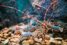 A deceptively tough film protects the lobster’s belly as the animal scuttles across the rocky seafloor.