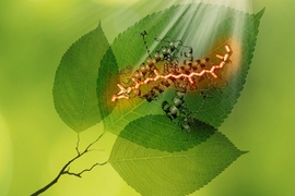 Researchers mapped out pathways of energy flow that connect the high energy side of the absorbed solar spectrum to the low energy side.