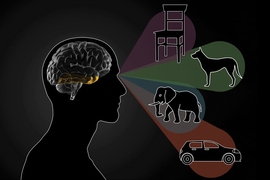 MIT researchers have found that the part of the visual cortex known as the inferotemporal (IT) cortex is required to distinguish between different objects.
