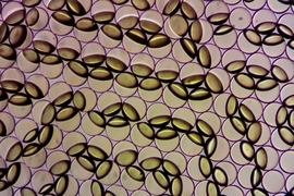 Janus emulsion droplets are captured in the process of changing form in response to the presence of contamination by a food pathogen in a lab setting. The emulsions can be viewed by the naked eye and, with the aid of a handheld sensor currently in development, can quantify the presence and amount of bacterial contamination in food.
