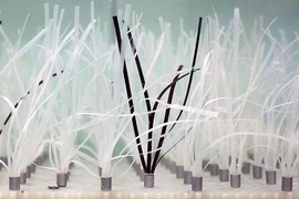 Seagrass could play a key role in protecting vulnerable shores as they face onslaughts from rising sea levels.