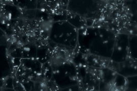 A microscopic image of mixed bacteria from environmental samples. MIT researchers have developed a gene flow measurement that defines ecologically important populations of microbes.