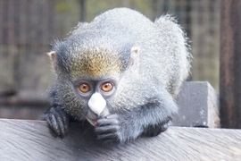 A new study by an MIT linguist shows that the speech calls of some monkeys may be more sophisticated than realized, but are still far removed from the complexity of human language.
