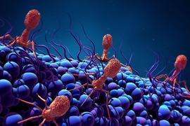 MIT engineers have programmed viruses called bacteriophages to kill different strains of E. coli, by making mutations in a viral protein that binds to host cells.