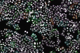 In situ sequencing identifies the gene knockout in each cell of a pooled CRISPR library. Fluorescence microscopy records both cellular phenotypes and sequencing data (cell nuclei are depicted in gray and the nucleotide bases are green = guanine, red = thymine, magenta = adenine and cyan = cytosine). 