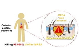 The co-beta peptide treatment is shown to eradicate biofilm bacteria such as MRSA, a particularly difficult form of bacteria to treat.