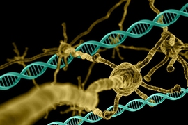 A genome-wide analysis has revealed genes that are essential for neuron survival, as well as genes that protect against the effects of Huntington’s disease.