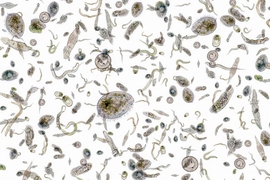 Iron is an essential nutrient for phytoplankton growth, but a new study finds that artificially pumping vast amounts of iron into the oceans won’t bump up the microbes’ populations, or their capacity to sequester carbon dioxide.