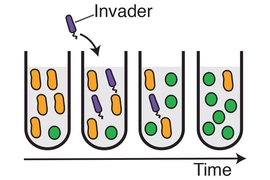 MIT physicists have shown that introducing a transient invader (purple) into a population of bacteria can provoke the system to switch from one stable state (in which the yellow bacteria are dominant) to an alternative stable state, in which green becomes dominant.