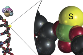 By replacing oxygen with sulfur in the DNA backbone to make a phosphorothioate modification, bacteria protect their DNA from invading viruses without changing the genetic code in the DNA.