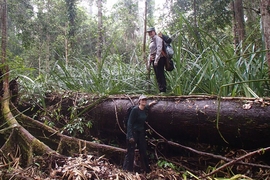 In this photo, Alison Hoyt stands on top of a log during a research trip in a peat swamp forest in Borneo. Tropical peatlands are permanently flooded forest lands, where the debris of fallen leaves and branches is preserved by the wet environment and continues to accumulate for centuries, rather than continually decomposing as it does in dryland forests.