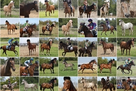 horses with hats on their heads