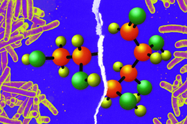 galactan molecule