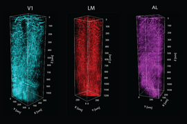 Image of three columns made up of blood vessels and myelin, colored cyan, red, and magenta (left to right)