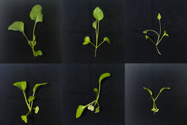 A 3x2 grid of green seedlings on a black background