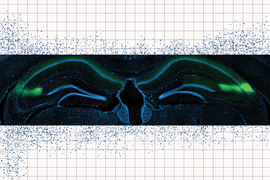 CA2 region of the hippocampus