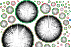 A collage of phylogenetic trees ringed with colorful circles. 