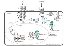 Synthetic biology circuit diagram