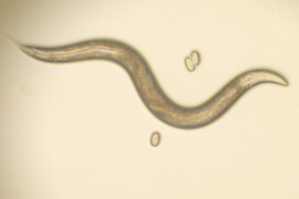 Photo of a small, curvy worm on agar plate