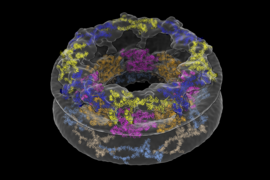An illustration of the nuclear pore complex features a translucent donut shape against a black background. The donut is embedded with colorful blobs of bunched-up helixes, representing proteins