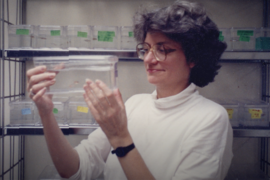 Photo of Nancy Hopkins from the 1990s in which she is holding a small bin filled with water and zebrafish. Shelves with rows of similar bins appear behind her.