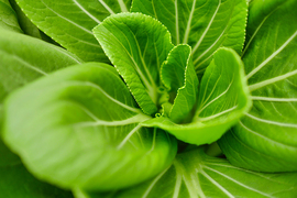 Closeup photo of the leafy vegetable choy sum