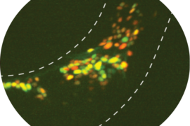 On a dark background, cells lit up green follow the dotted outline of a worm's body.