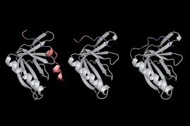 3D illustration of three proteins, which appear as gray twisted and partially helical lines, along with small sections that are colored pink, blue, green, or yellow