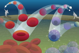 Illustration of two baseball pitchers throwing cells like baseballs. In one trajectory, the baseball gradually turns into a red blood cell; in the other a baseball turns into a blue, spike-covered spherical cell.