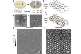 Graphic showing cell-to-cell adhesins. In a series of panels, multiple polygonal shapes are clustered together with their sides aligned.