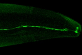On a black background, worm cells glow a dull green. A single neuron glows much brighter and stretches from the left side of the image all the way to the right.