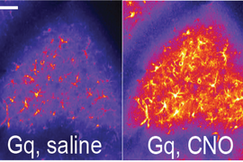 Two panels each show a lump of cells. On the left the colors are a dull purple with few cells visible in orange and yellow. On the right the cells are lit up in bright orange and yellow. 