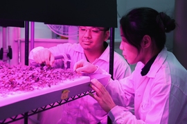 Two lab-gowned researchers work on a tray of seedlings under UV light