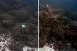 Two photos show coral, with one on left more muted and murky.